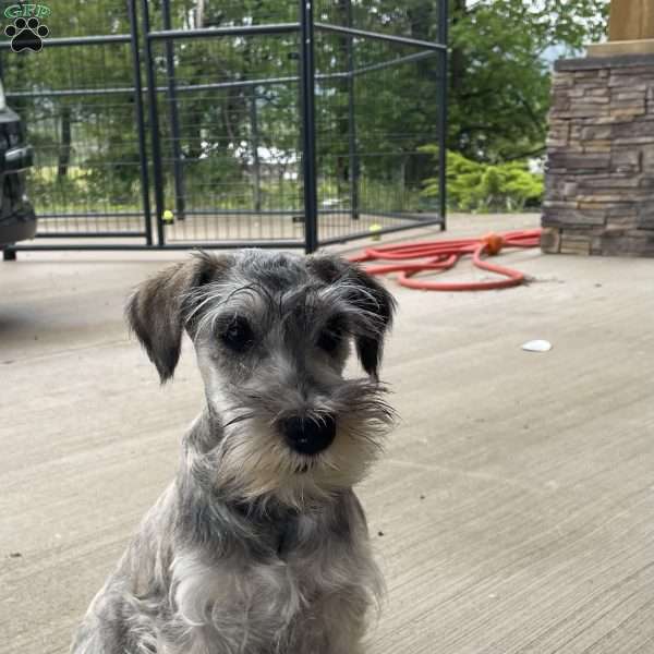 Thomas, Miniature Schnauzer Puppy